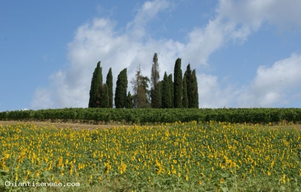 Viaggio nel cuore del Chianti