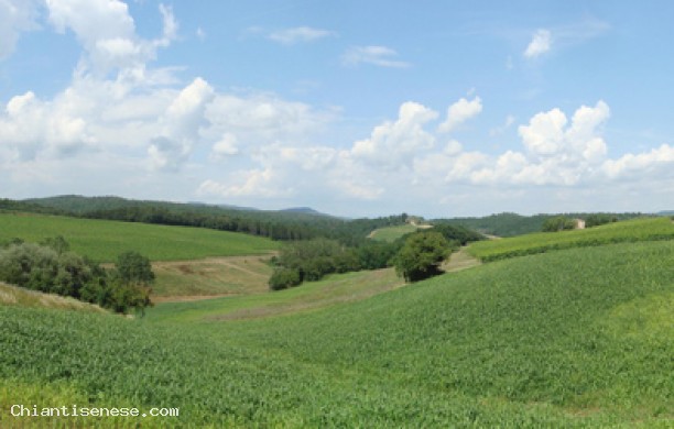 The castles of berardenga