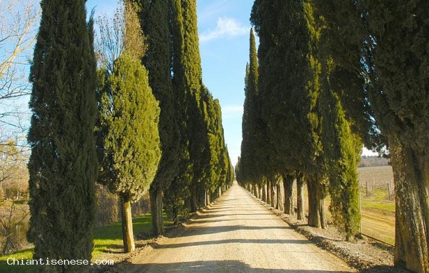 Tra boschi e vigneti a San Gusmè